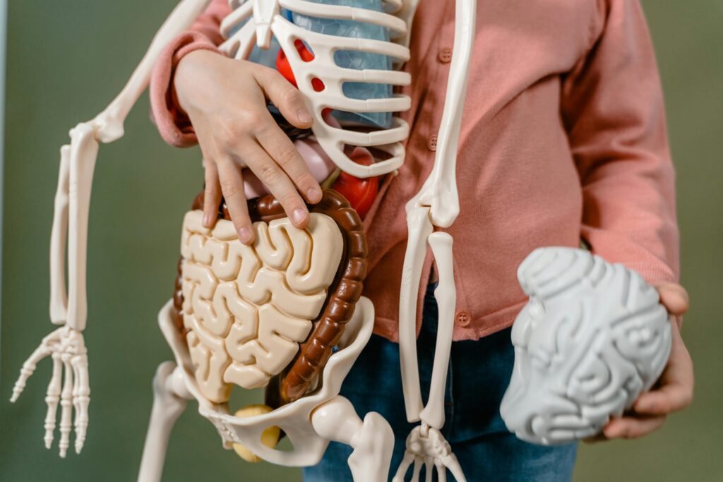How to Manage Night Shift Digestive Problems 2 A child interacts with a detailed anatomical skeleton model, showcasing the brain and digestive system.